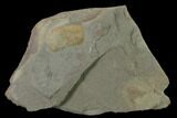 Pelagic Trilobite (Cyclopyge) Fossil - El El Kaid Rami, Morocco #140526-1